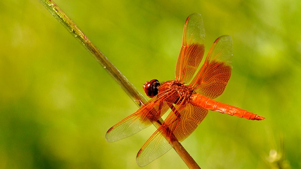 Dragonfly