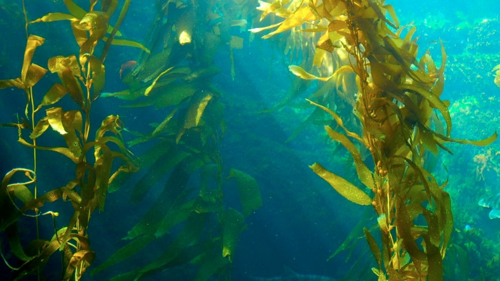 Seaweed underwater