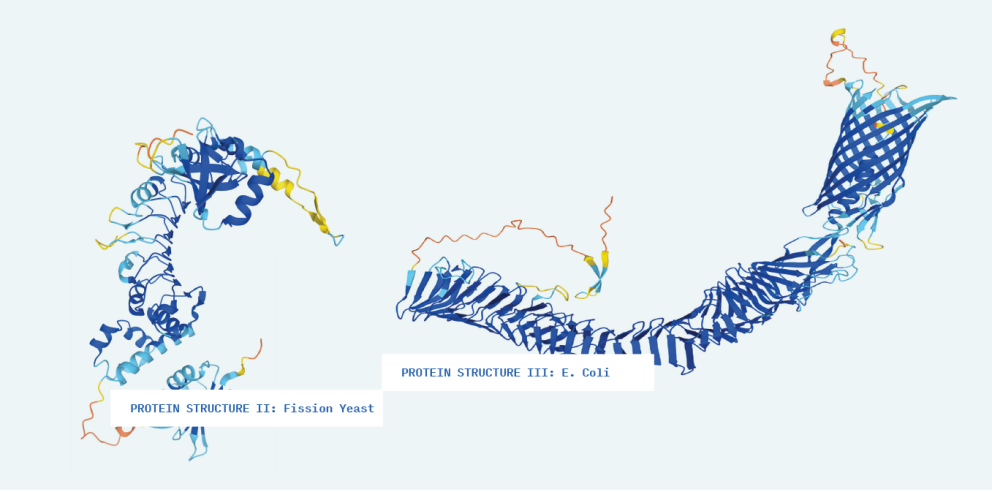 Protein structure 2 and 3