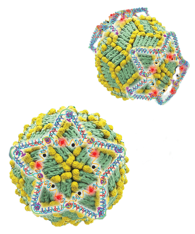 By folding snippets of DNA into the shape of a five-pointed star using structural DNA nanotechnology, researchers have created a trap that captures viruses as they float in the bloodstream.